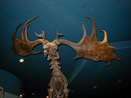 Prehistoric moose skeleton<br>Location: <a href="https://www.google.com/maps/search/?api=1&query=38.89096,-77.02601" target="_new">Smithsonian National Museum of Natural History</a>